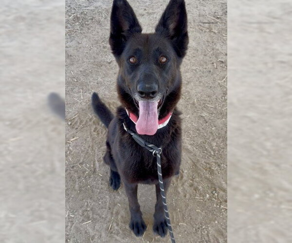 Medium Photo #2 German Shepherd Dog Puppy For Sale in Bakersfield, CA, USA