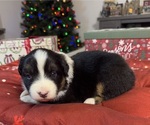 Puppy Girl 3 Australian Shepherd