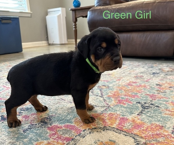 Medium Photo #5 Rottweiler Puppy For Sale in LAKE CORMORANT, MS, USA