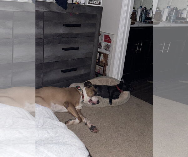Medium Photo #8 Boxer-Unknown Mix Puppy For Sale in Holly Springs, NC, USA