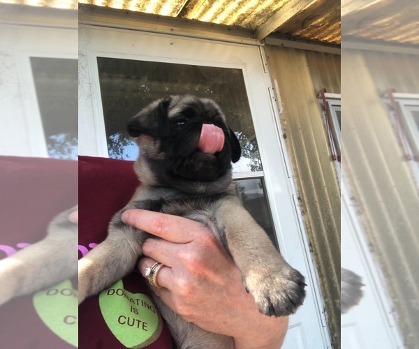 Medium Photo #2 Pug Puppy For Sale in FAIRCHILDS, TX, USA
