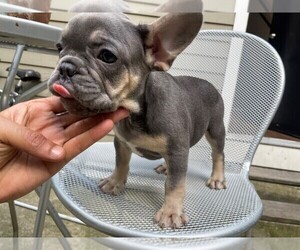 French Bulldog Puppy for sale in PHILADELPHIA, PA, USA