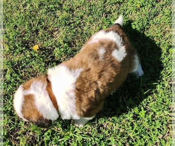 Medium Photo #15 Saint Bernard Puppy For Sale in TURLOCK, CA, USA