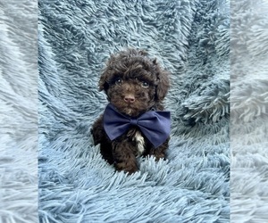 Poodle (Toy) Puppy for sale in JEFFERSONVILLE, IN, USA