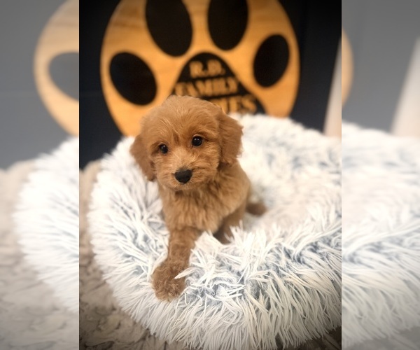 Medium Photo #2 Cockapoo (Toy) Puppy For Sale in CROSSVILLE, TN, USA