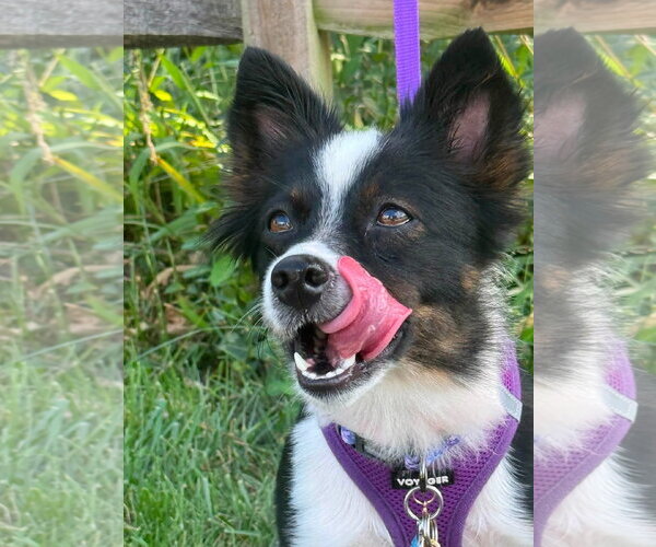 Medium Photo #4 Mutt Puppy For Sale in Germantown, OH, USA