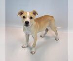 Small #5 Retriever  Mix
