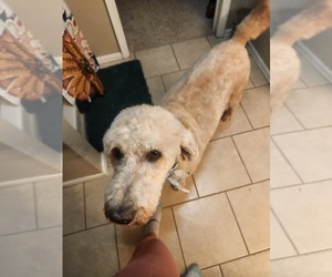 Mother of the Goldendoodle puppies born on 04/27/2025