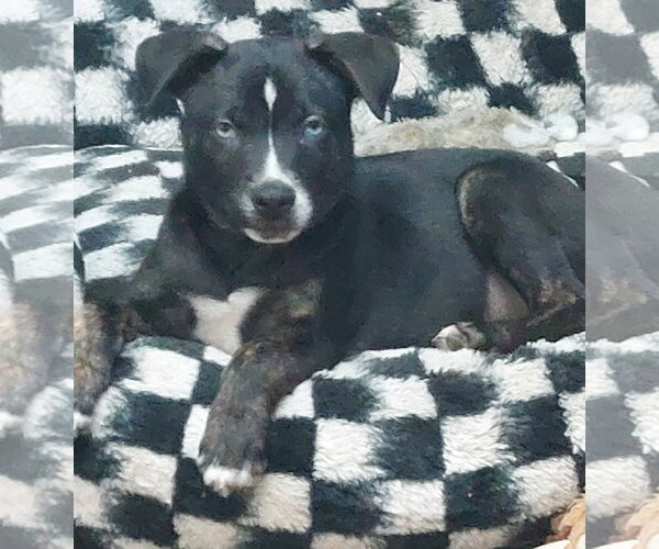 Medium Photo #4  Puppy For Sale in , 