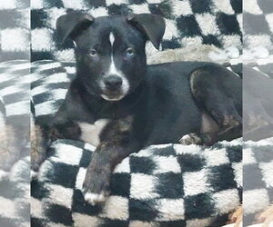 American Bulldog-Unknown Mix Dogs for adoption in Sanford, FL, USA