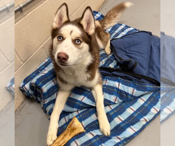 Medium Photo #4 Siberian Husky Puppy For Sale in Canton, CT, USA