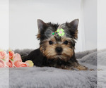 Small #3 Yorkshire Terrier
