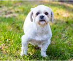 Small Shih Tzu
