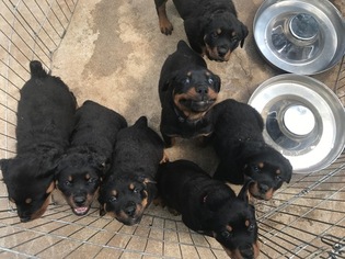 Rottweiler Puppy for sale in CHICO, CA, USA