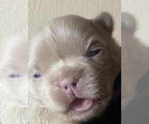 French Bulldog Puppy for sale in CORDOVA, TN, USA