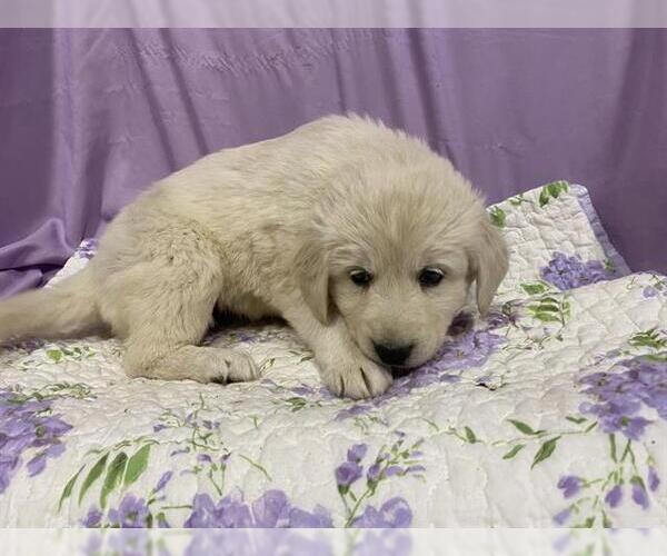 Medium Photo #1 Anatolian Shepherd-Unknown Mix Puppy For Sale in Modesto, CA, USA