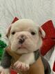 Small Photo #5 English Bulldog Puppy For Sale in DANIA BEACH, FL, USA