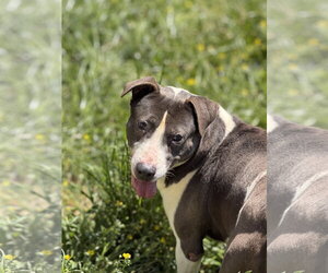 Raymond - Male Border Collie-Unknown Mix Dog for Adoption - Photo #3