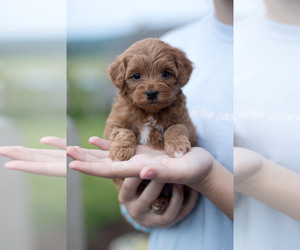 Goldendoodle (Miniature) Puppy for Sale in DENVER, Pennsylvania USA