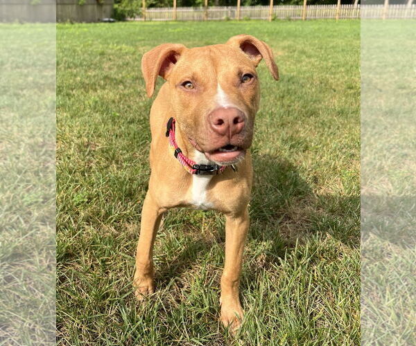 Medium Photo #6 Mutt Puppy For Sale in Philadelphia, PA, USA