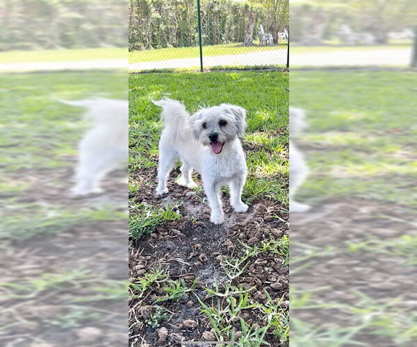 Medium Photo #15 Mal-Shi Puppy For Sale in Weston, FL, USA
