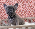 Small #1 French Bulldog