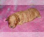 Image preview for Ad Listing. Nickname: apricot girl