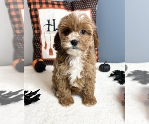 Goldendoodle (Miniature) Puppy for sale in GREENWOOD, IN, USA