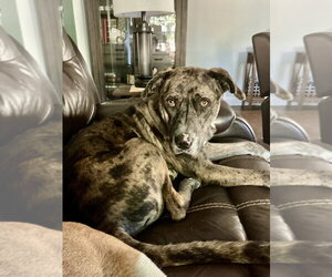 Bark Twain - Male Catahoula Leopard Dog-Unknown Mix Dog for Adoption - Photo #2