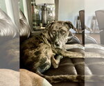 Small Photo #2 Catahoula Leopard Dog-Unknown Mix Puppy For Sale in Mooresville, NC, USA