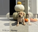 Small #2 Labrador Retriever