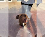 Small #1 Labrador Retriever Mix