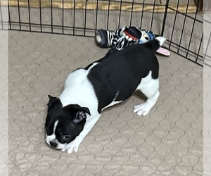 Boston Terrier Puppy for sale in GLOUCESTER, VA, USA
