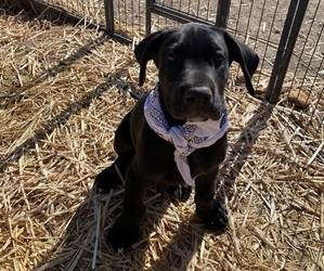 Great Dane Puppy for sale in SEDONA, AZ, USA