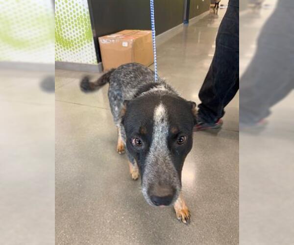 Medium Photo #1 Australian Cattle Dog Puppy For Sale in San Martin, CA, USA