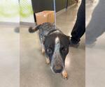 Small Australian Cattle Dog