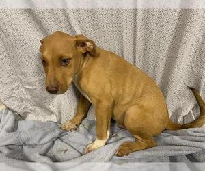 Unknown-Vizsla Mix Dogs for adoption in Modesto, CA, USA