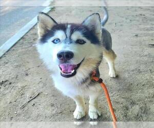 Alaskan Malamute Dogs for adoption in Long Beach, CA, USA