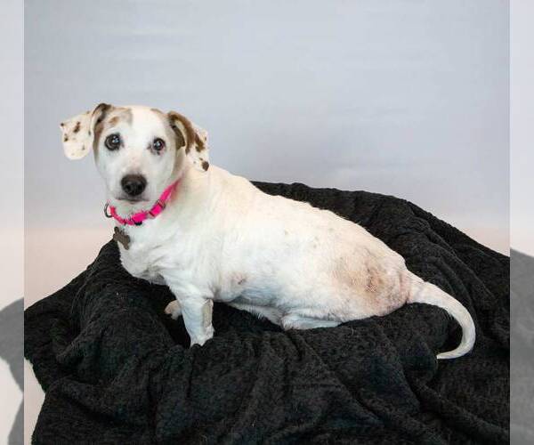 Medium Photo #5 Doxle Puppy For Sale in Kennesaw, GA, USA