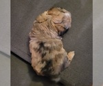 Small #5 Auss-Tzu