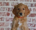 Puppy Copper Goldendoodle