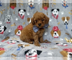 Cavapoo (Miniature) Puppy for sale in LAKELAND, FL, USA
