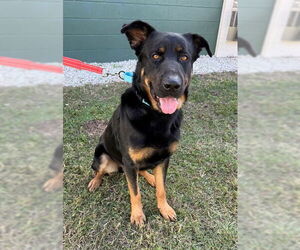 Beauceron Dogs for adoption in Naples, FL, USA