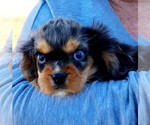 Small Photo #3 Cavalier King Charles Spaniel Puppy For Sale in CARLISLE, KY, USA