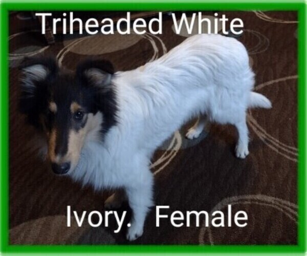 Medium Photo #6 Collie Puppy For Sale in KINROSS, IA, USA