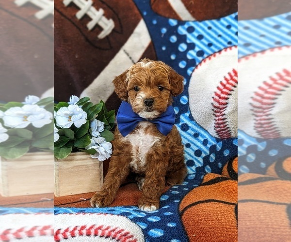 Medium Photo #3 Poodle (Toy)-ShihPoo Mix Puppy For Sale in LINCOLN UNIVERSITY, PA, USA