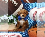 Small Photo #3 Poodle (Toy)-ShihPoo Mix Puppy For Sale in LINCOLN UNIVERSITY, PA, USA