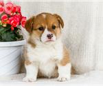 Puppy Sonya Pembroke Welsh Corgi