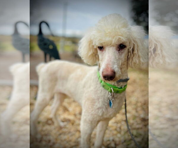 Medium Photo #2 Poodle (Standard) Puppy For Sale in Pacolet, SC, USA