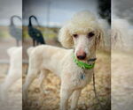 Small #1 Poodle (Standard)